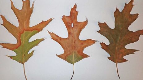 Help protect oak trees from oak wilt