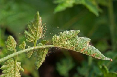 Spider mites and whiteflies wreak havoc on tomatoes — here’s how to prevent them