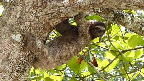Surprising Exotic Animals You Can Legally Own in New York State