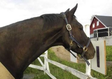 These Horses Just Learned to Communicate With Humans