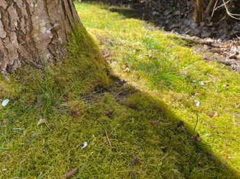 If you mind moss in your lawn, try these preventative measures