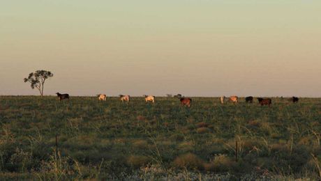 High cattle prices but not much to sell