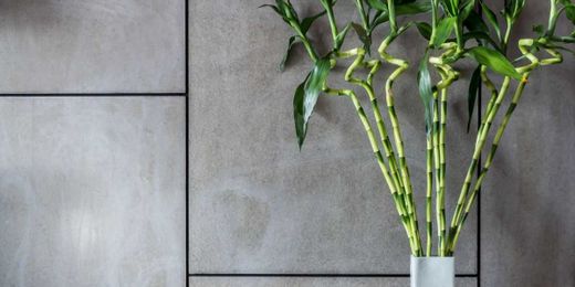 How to Care for the Lucky Bamboo Plant