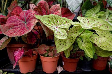 7 drought-tolerant houseplants to add some greenery to your home