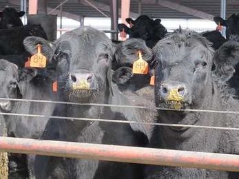 Livestock Producers Can Track Their Costs and Insurance Options