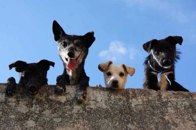 Homeowners Association Pet Restrictions: What Your HOA Needs to Know
