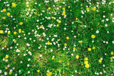 Is it Time to Have a Less Than Perfect Lawn?