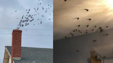 Man on Huge Home Bird Invasion: 'I Was Looking for Alfred Hitchcock'
