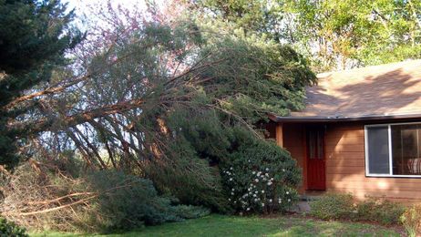 The importance of trimming trees