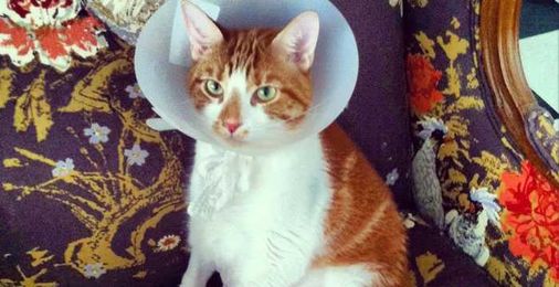 9 Awesome Reasons You Should Adopt a Shelter Animal