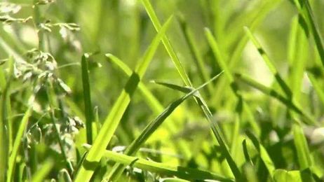 Be smart about fertilizing your lawn