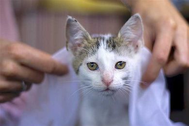 Why Pet Wellness Exams Are So Important