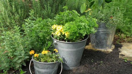Gardening: Fresh herbs can enliven a variety of foods and drinks
