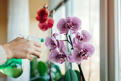How to Grow Orchids at Home