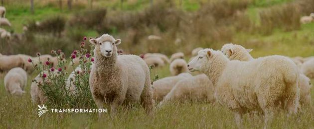 Managed Grazing: Methods of Regenerative Agriculture