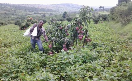 Africa: How Responsible Business Boosts the Agriculture Sector