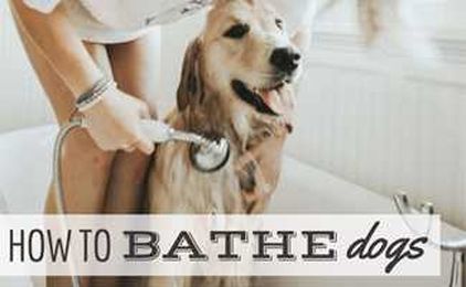 How Often Should You Bathe Your Dog (plus 8 Bathing Tips)