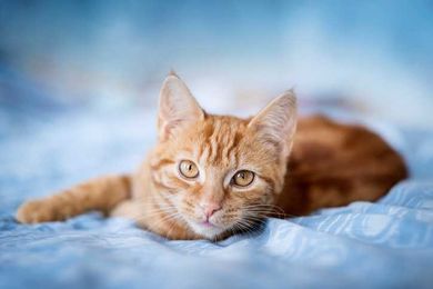 Denver Animal Protection awarded $50,000 grant to keep pets with their owners during pandemic