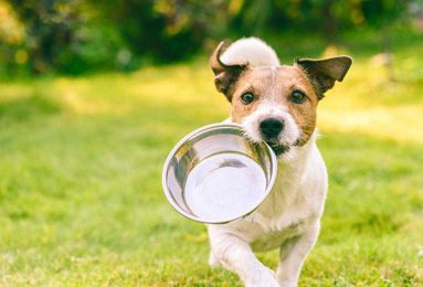 Pet Foods Made with Sustainable Ingredients are the Wave of the Future