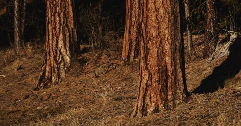 The Woman Who Looked at a Forest and Saw a Community