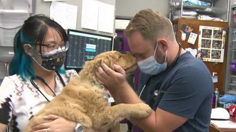 Sacramento-area veterinarians speak out about high rate of suicides in industry