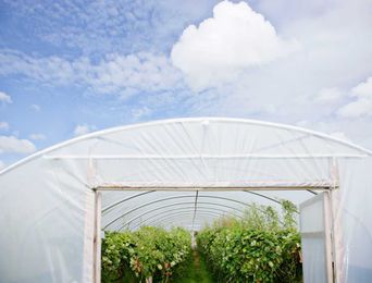 Eco-Friendly Cooling Tips For High Tunnels and Greenhouses 