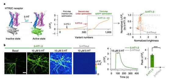 A genetically encoded sensor to measure serotonin dynamics in vivo