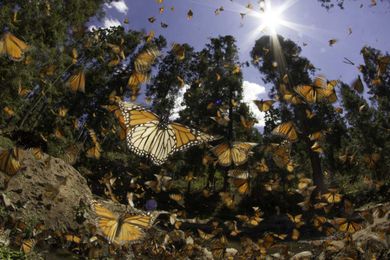 UN Adopts Landmark Resolution “Nature Knows No Borders”