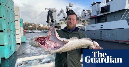 Cod almighty: how a ‘mythical’ Faroes delicacy has vanished
