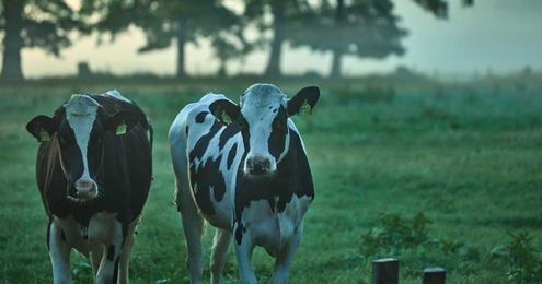 Sustainability Shout Out: Dairy Leaders Grow Sustainable Supply Chains