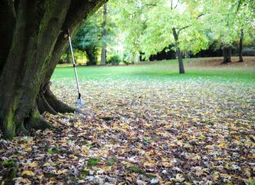 Trees and Property Lines: 8 Things All Neighbors Should Know