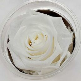 Ivory XL-Preserved Ecuadorian roses  6-6.5 cm each/ 2.75