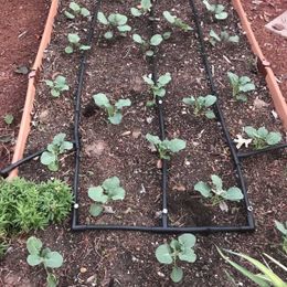 Vegetable Garden Irrigation the Simple Way