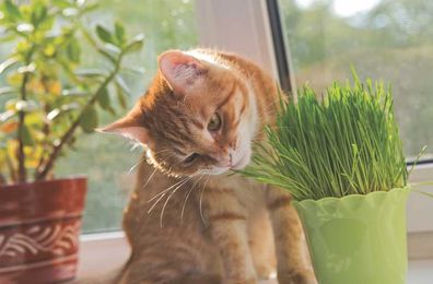 Is Cat Grass Good for Cats?