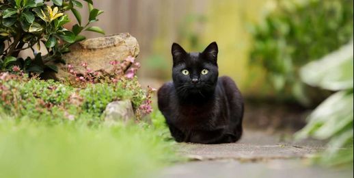 The World’s Most Baffling Superstitions, Explained