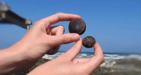 These hamburger beans washing up on Texas beaches could grow into plants