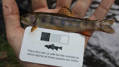 Share your wild brook and brown trout photos with researchers