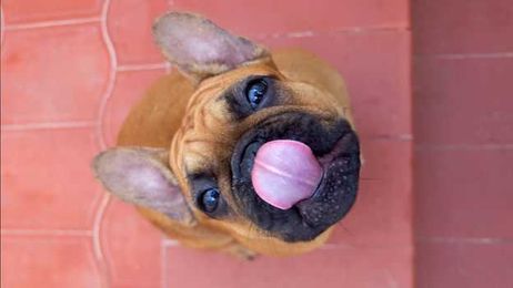 The hidden reason processed pet foods are so addictive