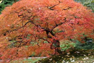 Ask an expert: My new Japanese maple plants seem droopy. What can I do?