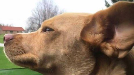 What you need to know about traveling with your pet