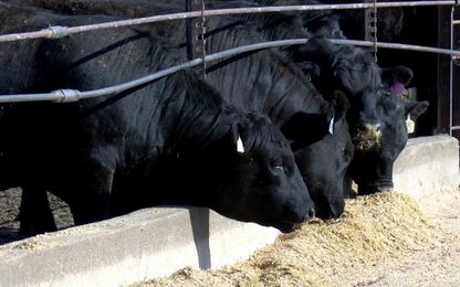 Cattle market continues search for a market fix