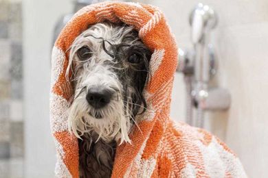 Pet Owners Aren’t Bathing Their Dogs Enough, Survey Finds