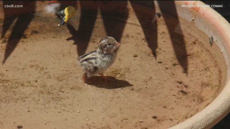 Putting water in your backyard can help animals during the drought