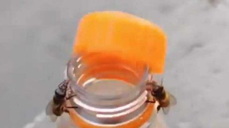 Did You Know That Bees Can Do This Kind Of Thing?