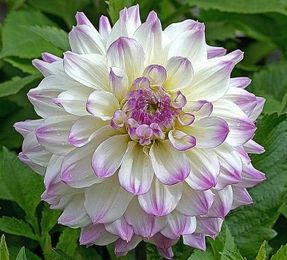 How to Channel Your Wise Mind—Step by Step