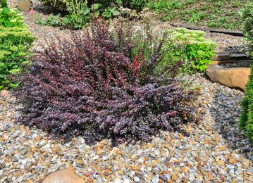 11 Landscaping Mistakes That Make Home Buyers Walk the Other Way