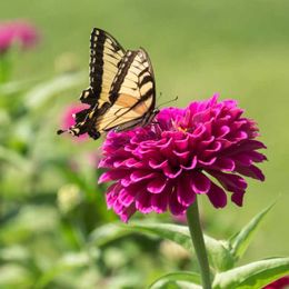20 Favorite Flowers for Butterflies and Bouquets