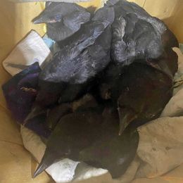 Wildlife experts warn tree cutters: Beware of nesting animals this time of year