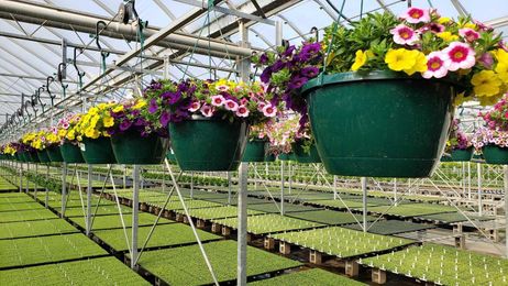 Hanging Basket Care Tips — Bob's Market and Greenhouses