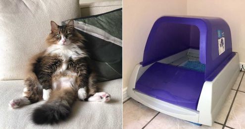 Not to Be Dramatic, But This Self-Scooping Litter Box Changed My Life